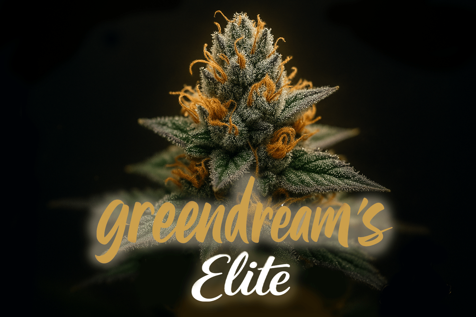 GreenDream Elite - GreenDream
