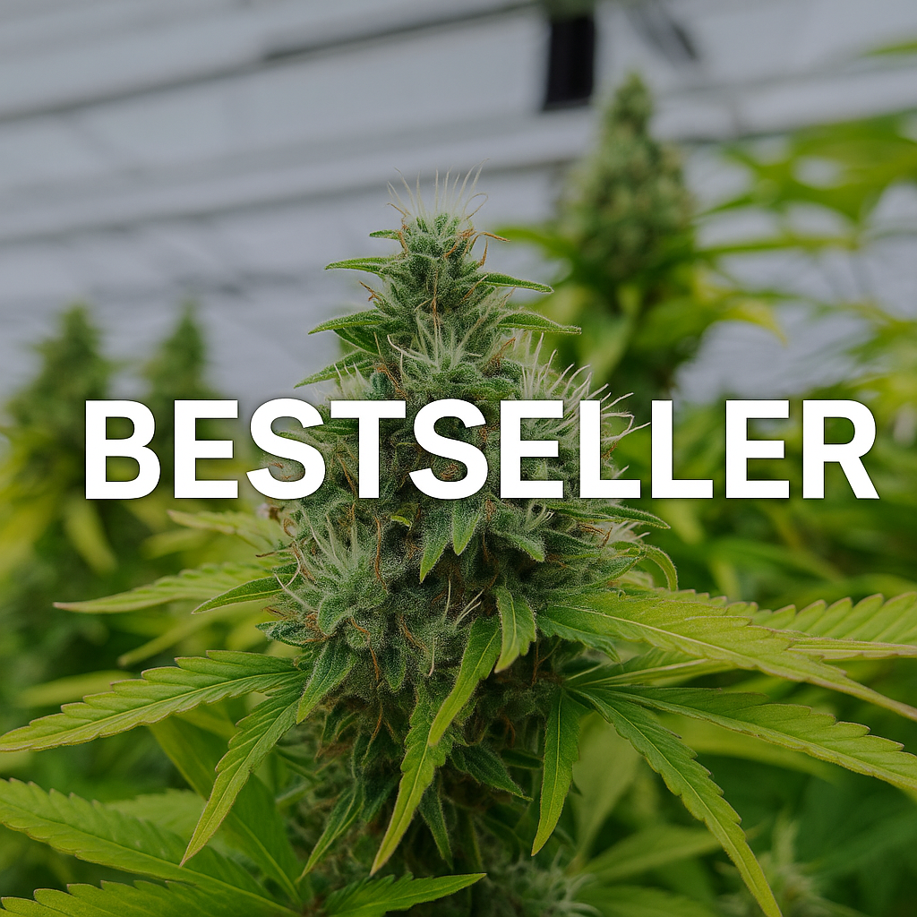 Logo der Greendream Bestseller Tetraploide Cannabis Samen Kollektion mit klarem Markenschriftzug