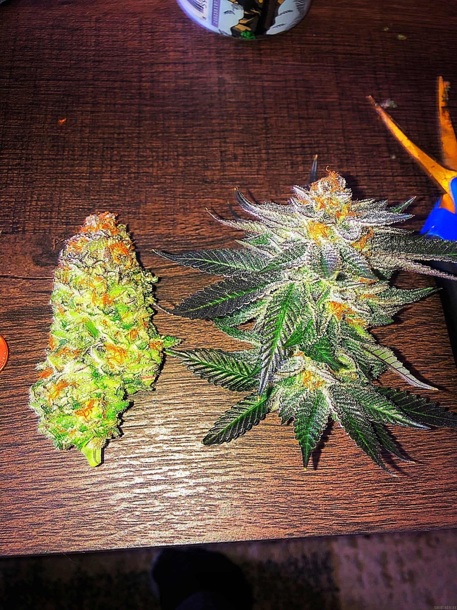 10th Planet R1 feminisierte Samen mit dichten Knospen und gesunden Blättern auf einem Tisch