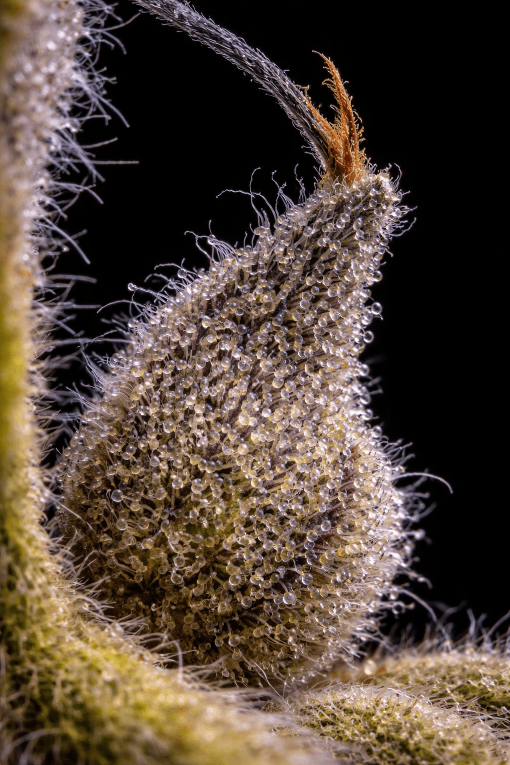 Terpnasia - GreenDream Finest - Feminisiert