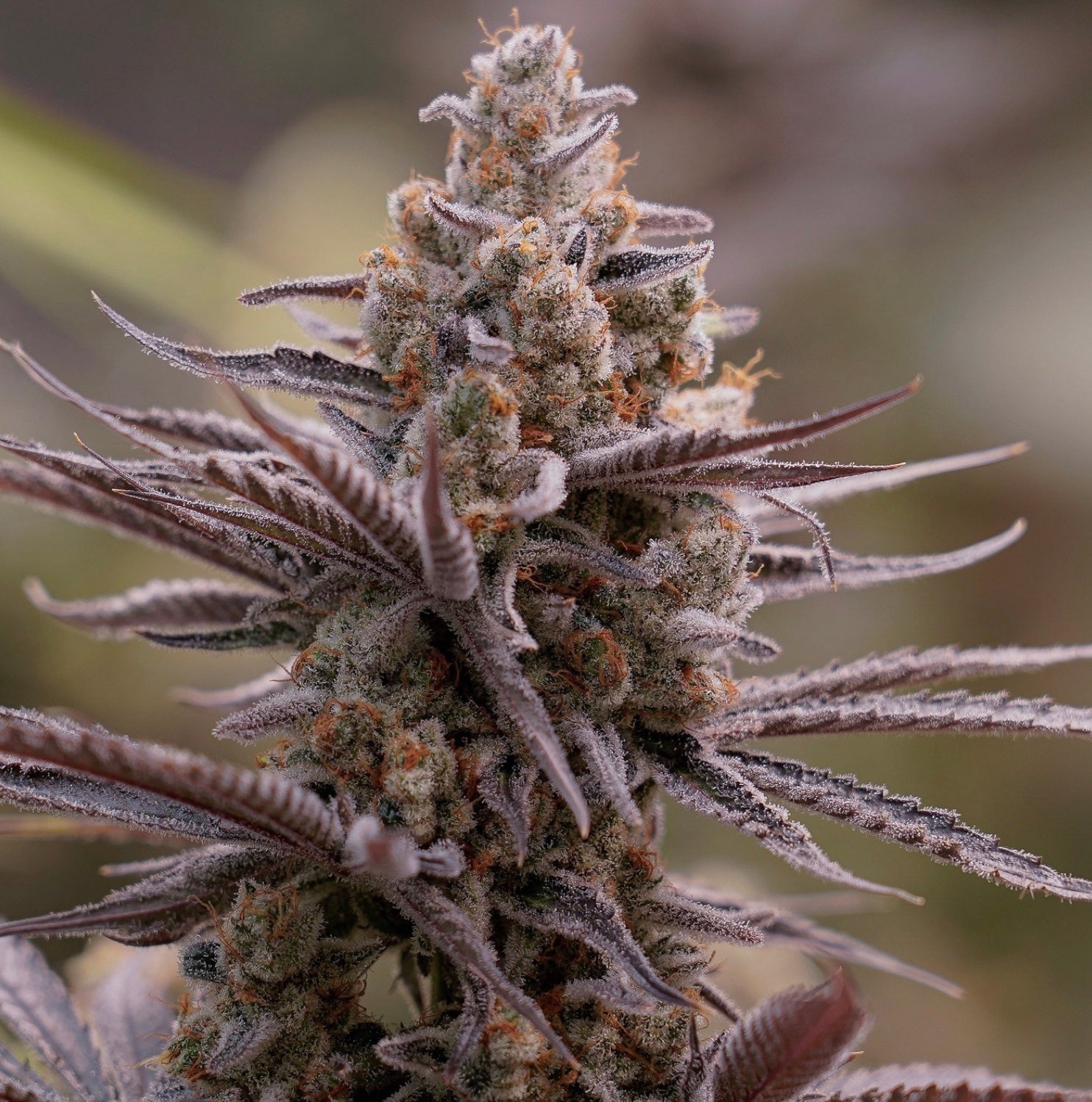 Boomcut - GreenDream Originals - Feminisiert