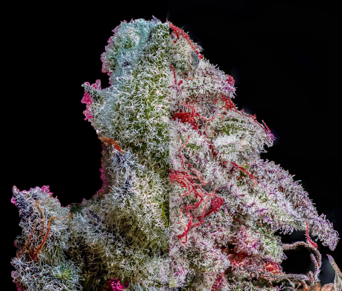 Terpnasia - GreenDream Finest - Feminisiert