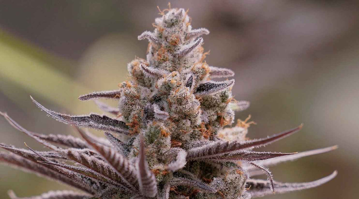 Boomcut feminisierte Cannabissamen kaufen von GreenDream mit dichten, harzreichen Blüten
