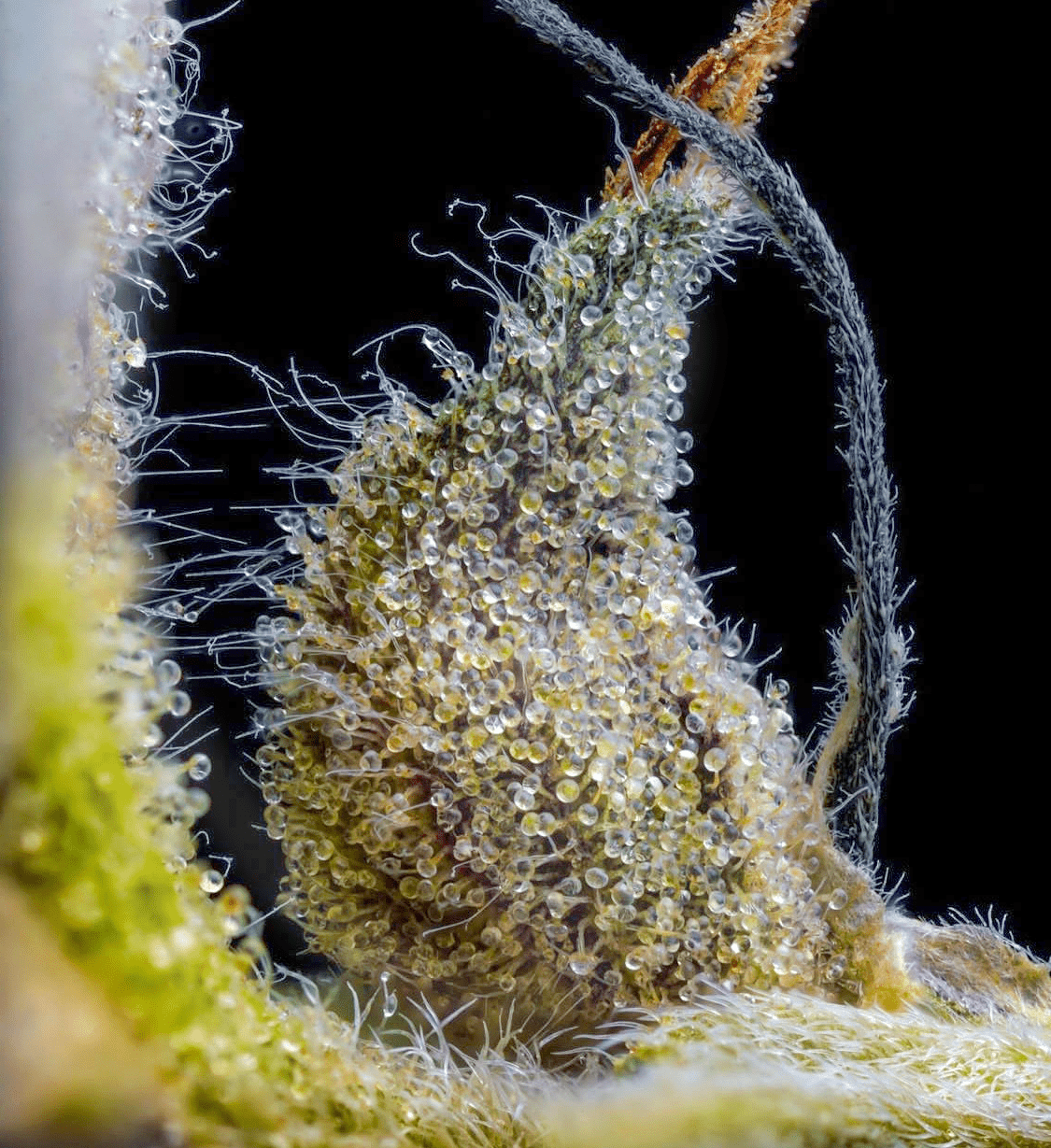 Nahaufnahme von Boomcut feminisierten Cannabissamen mit trichomen für den Kauf bei GreenDream