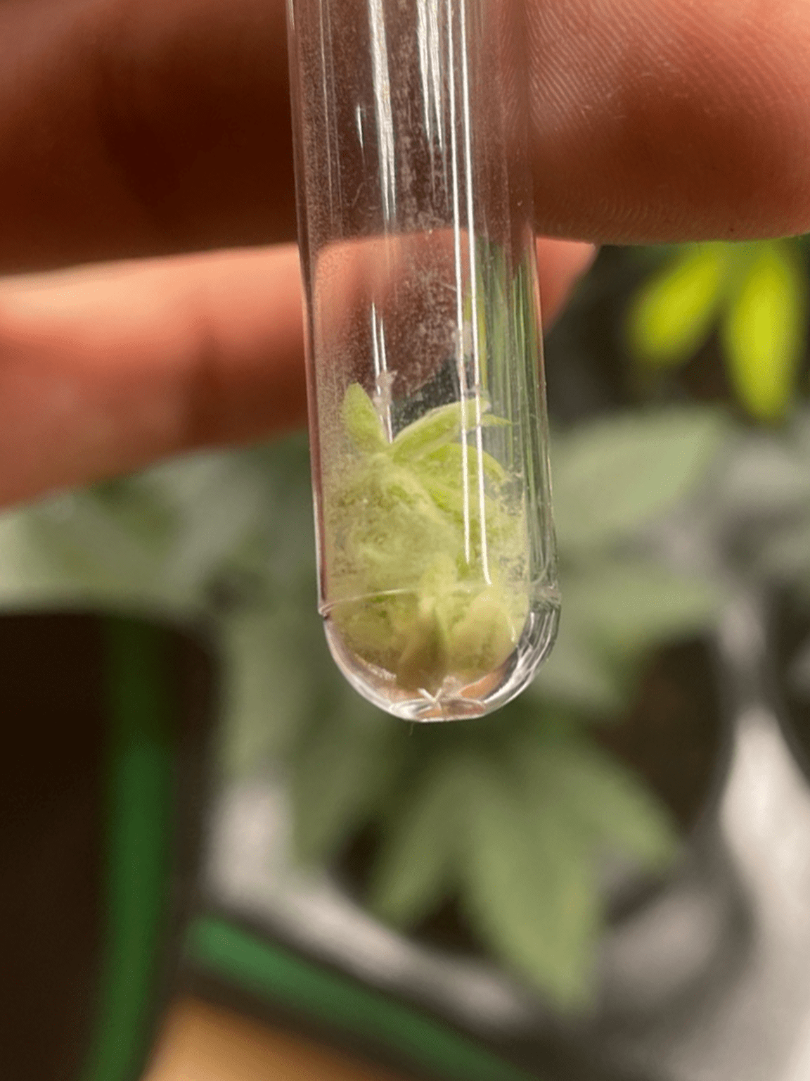 Transparenter Testtube mit frischem Cannabis Pollen kaufen für die Zucht und Forschung