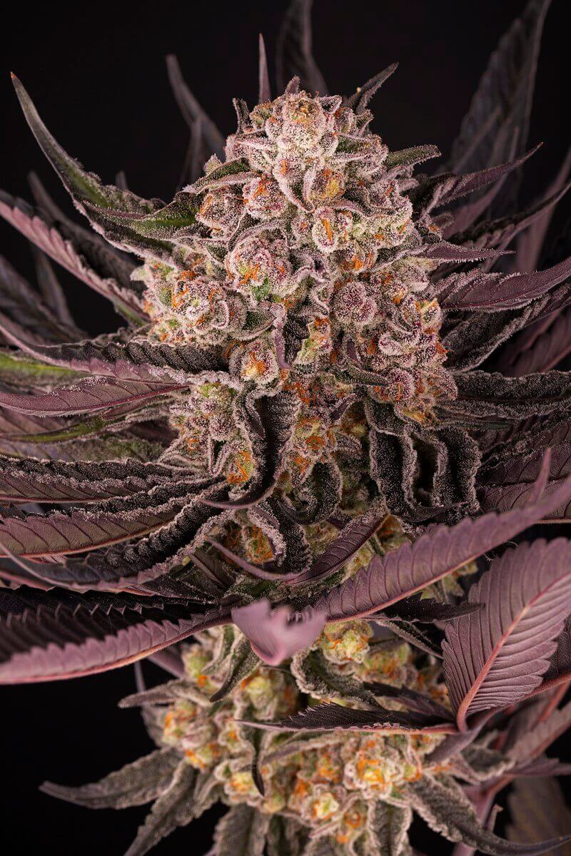 Nahaufnahme von Godzilla EVO Cannabis Samen mit bunten Blüten und gesunden Blättern