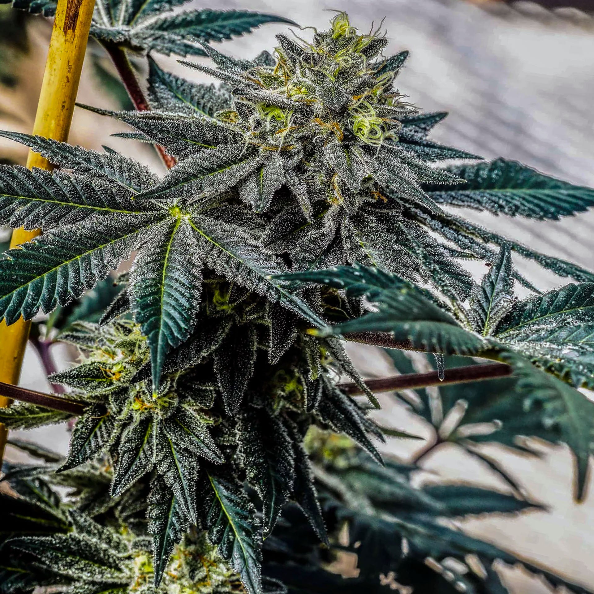 Grüne cannabis Pflanzen mit dichten Blüten und Terpenen, Cannabis Samen Terp Titan kaufen