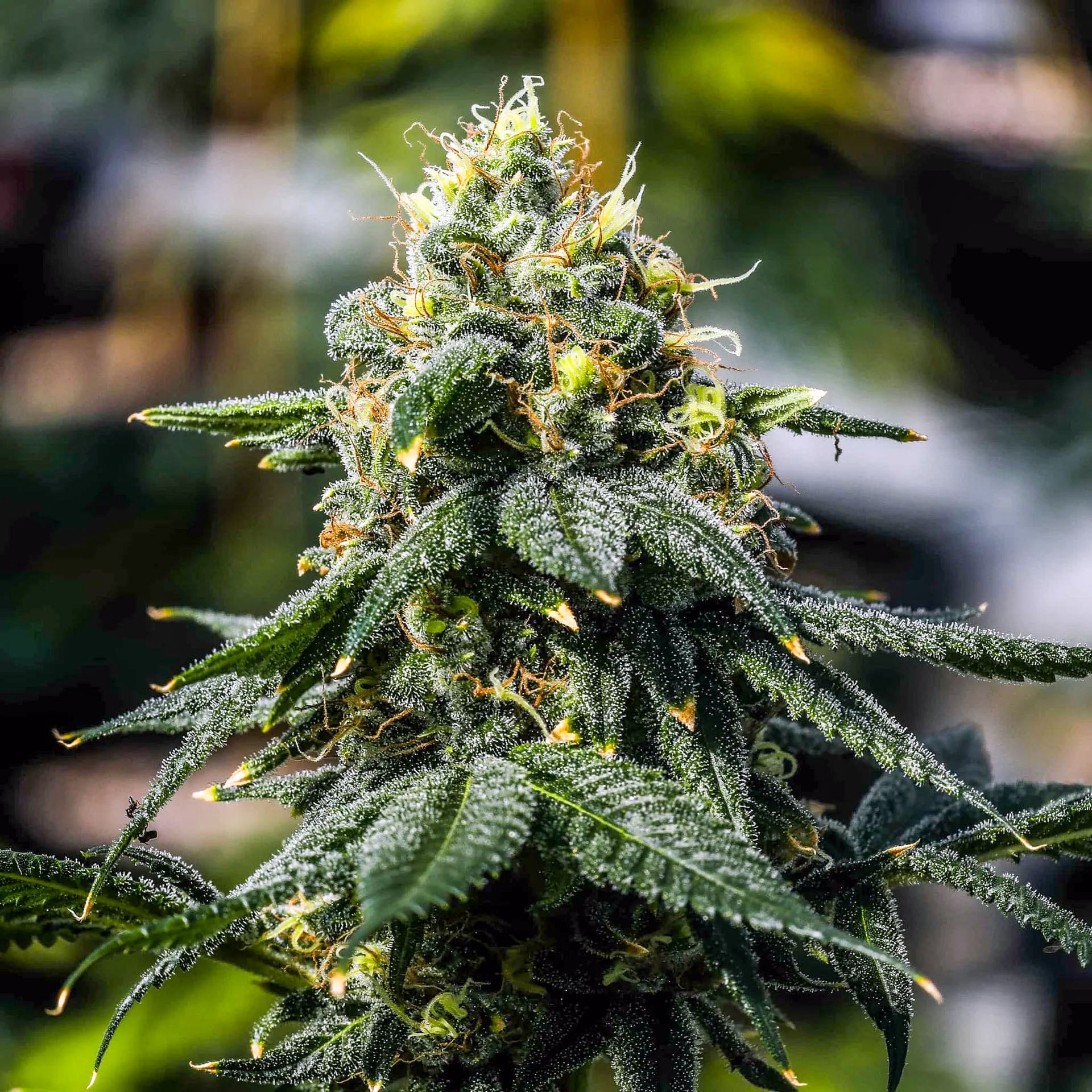 Chimberry Tetraploide Cannabis Samen mit üppigen Knospen und gesunden Blättern in voller Blüte