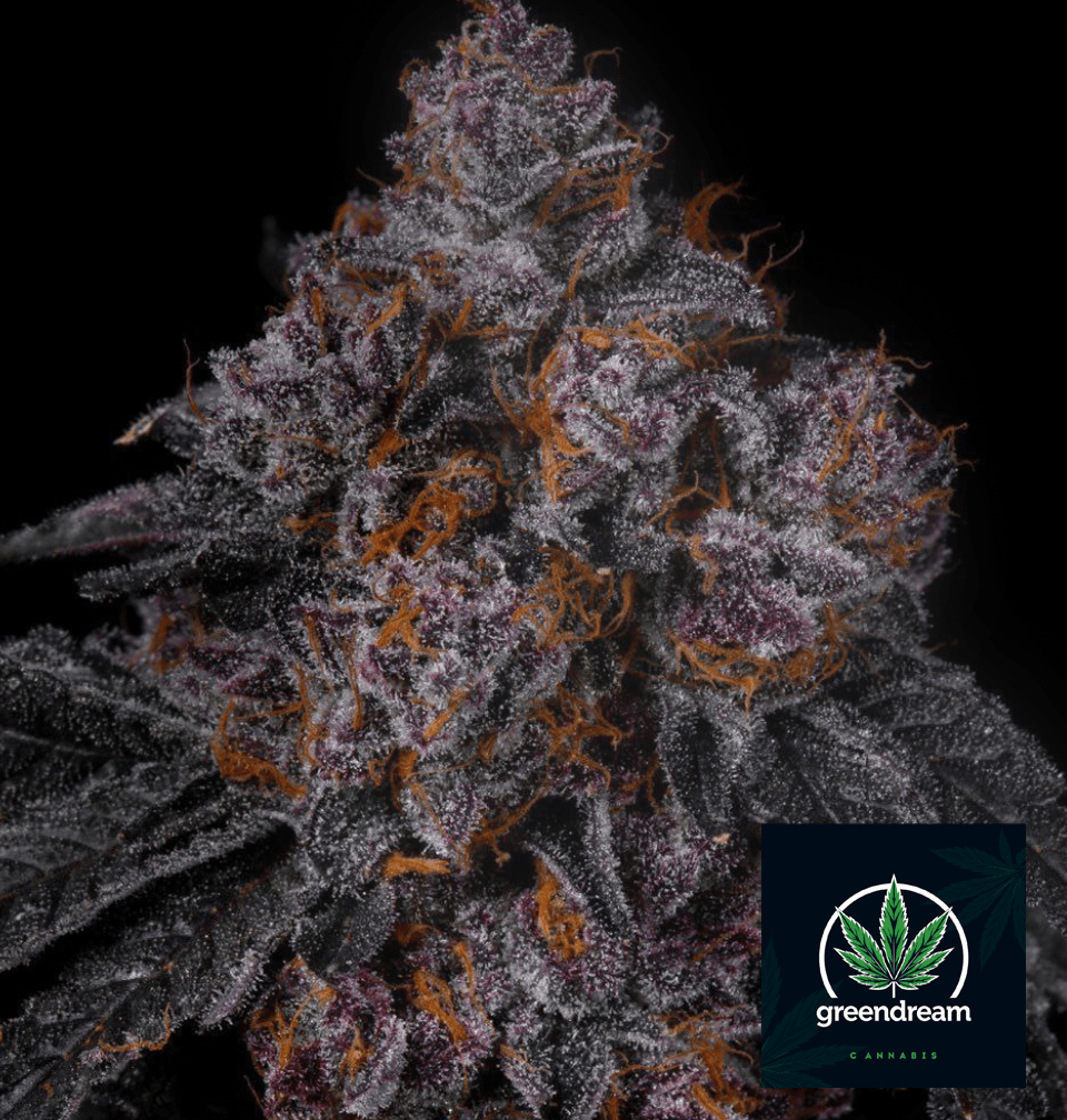Nahaufnahme einer Cannabisblüte von GreenDream, ideal für Permanent Marker Cannabis Samen