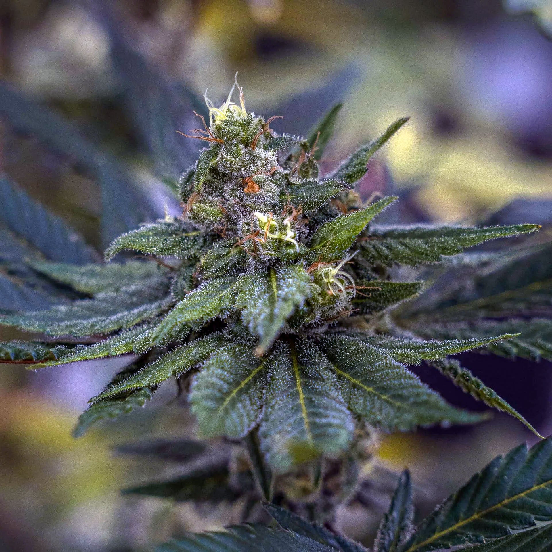 Nahaufnahme von OracleEdge Tetraploide Cannabis Samen mit kräftigen, grünen Blättern und Blütenständen