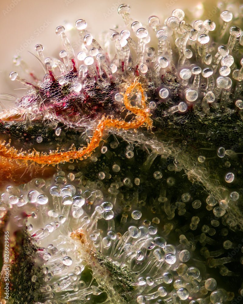Feminisierter Tetraploider Pollen