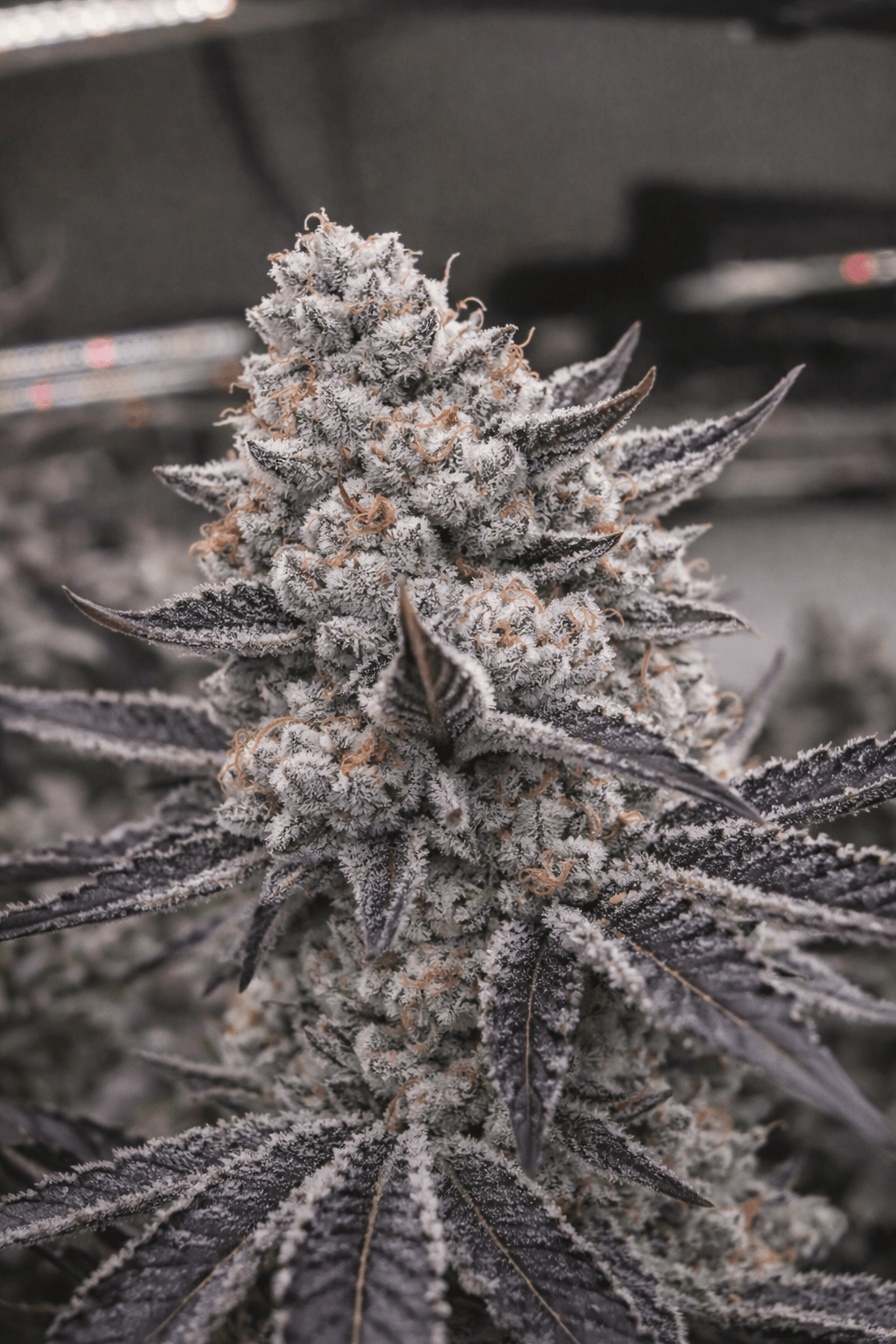 THC-EndGame - GreenDream Elite - Limited Edition - Feminisiert