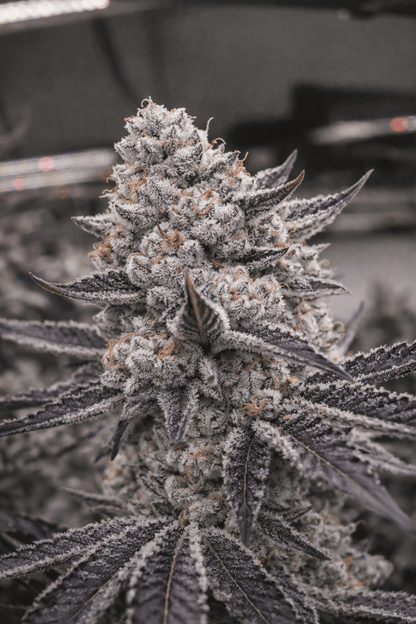 THC-EndGame - GreenDream Elite - Limited Edition - Feminisiert