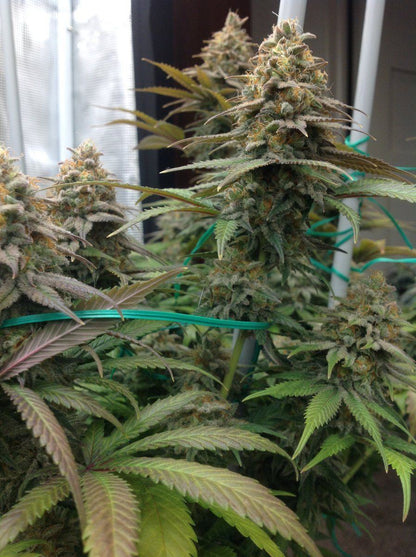 10th Planet R1 feminisierte Samen mit üppigen Blüten und gesunden Blättern in einem Indoor-Garten