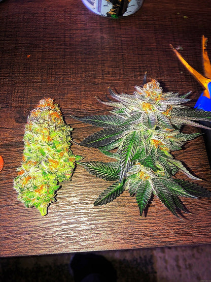 10th Planet R1 feminisierte Samen mit dichten Knospen und gesunden Blättern auf einem Tisch