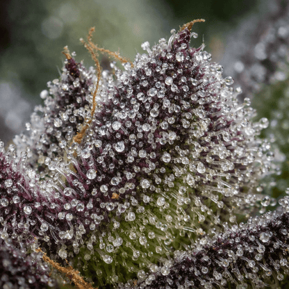 Terpnasia - GreenDream Finest - Feminisiert