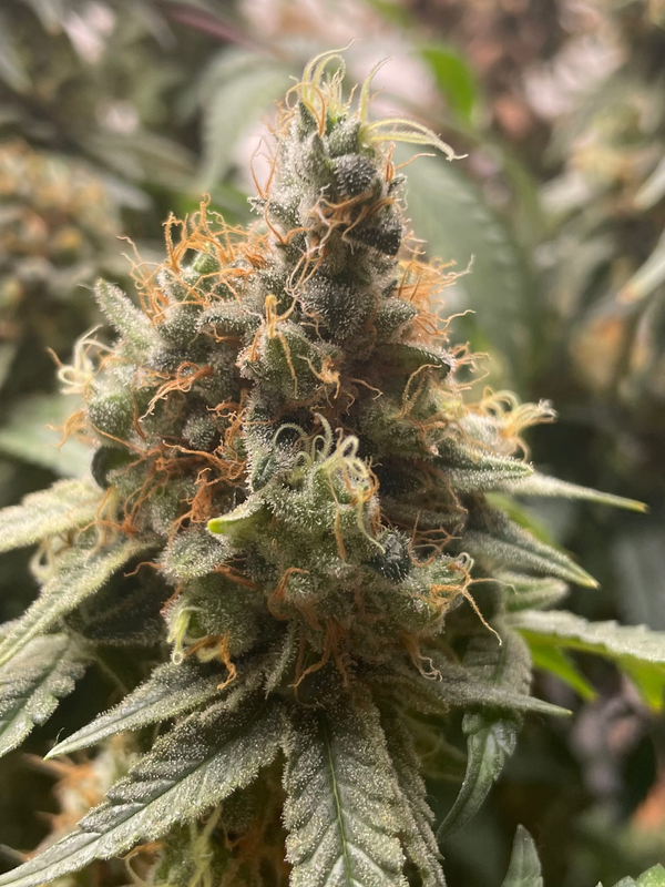 Terp Titan