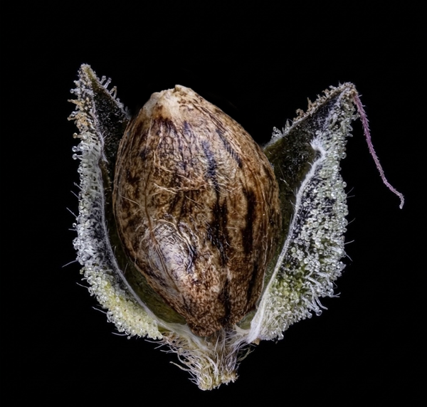 Seed