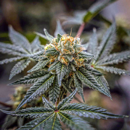 Nahaufnahme der BerryBoom Tetraploide Cannabissamen-Pflanze mit dichten Blüten und grünen Blättern