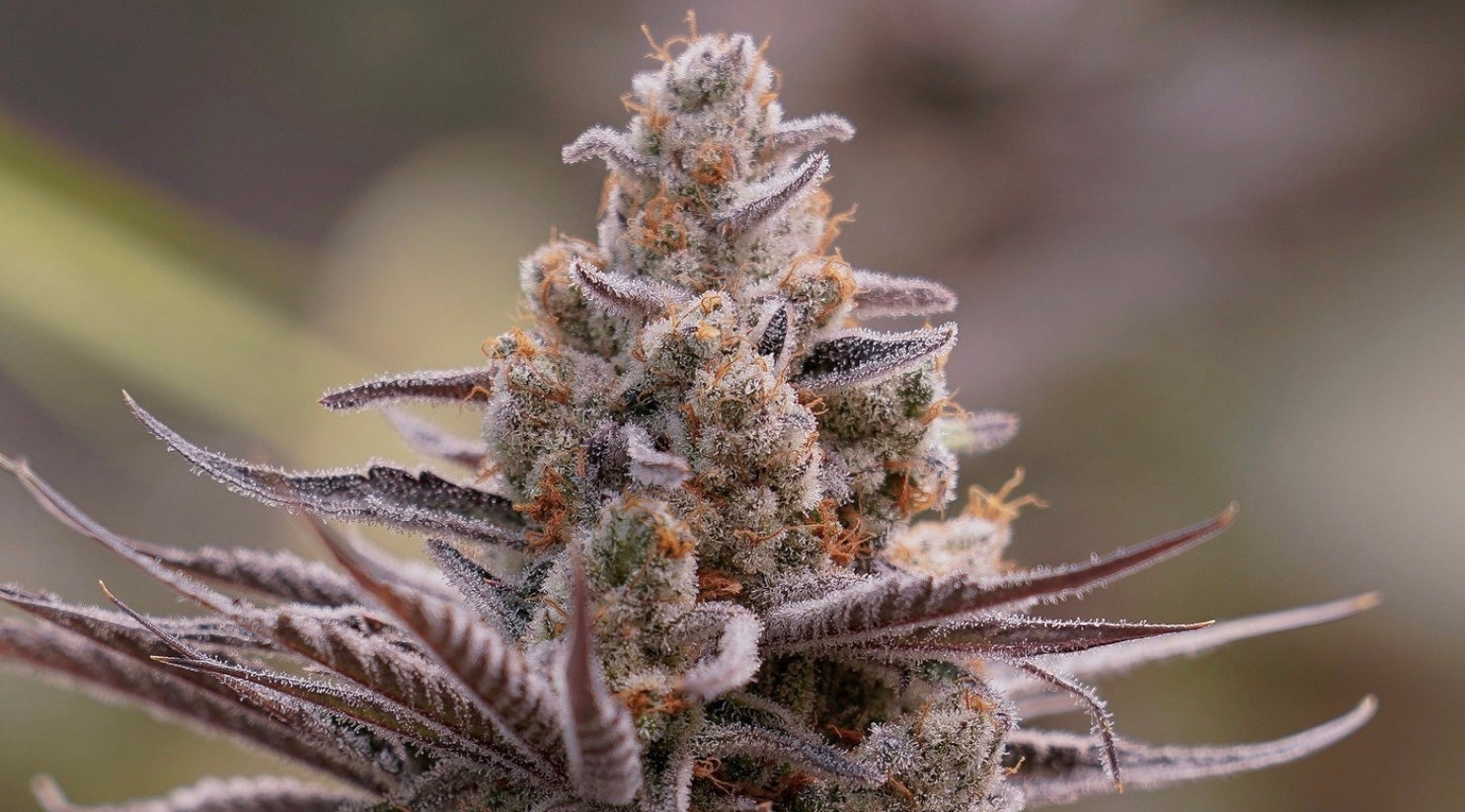 Boomcut feminisierte Cannabissamen kaufen von GreenDream mit dichten, harzreichen Blüten