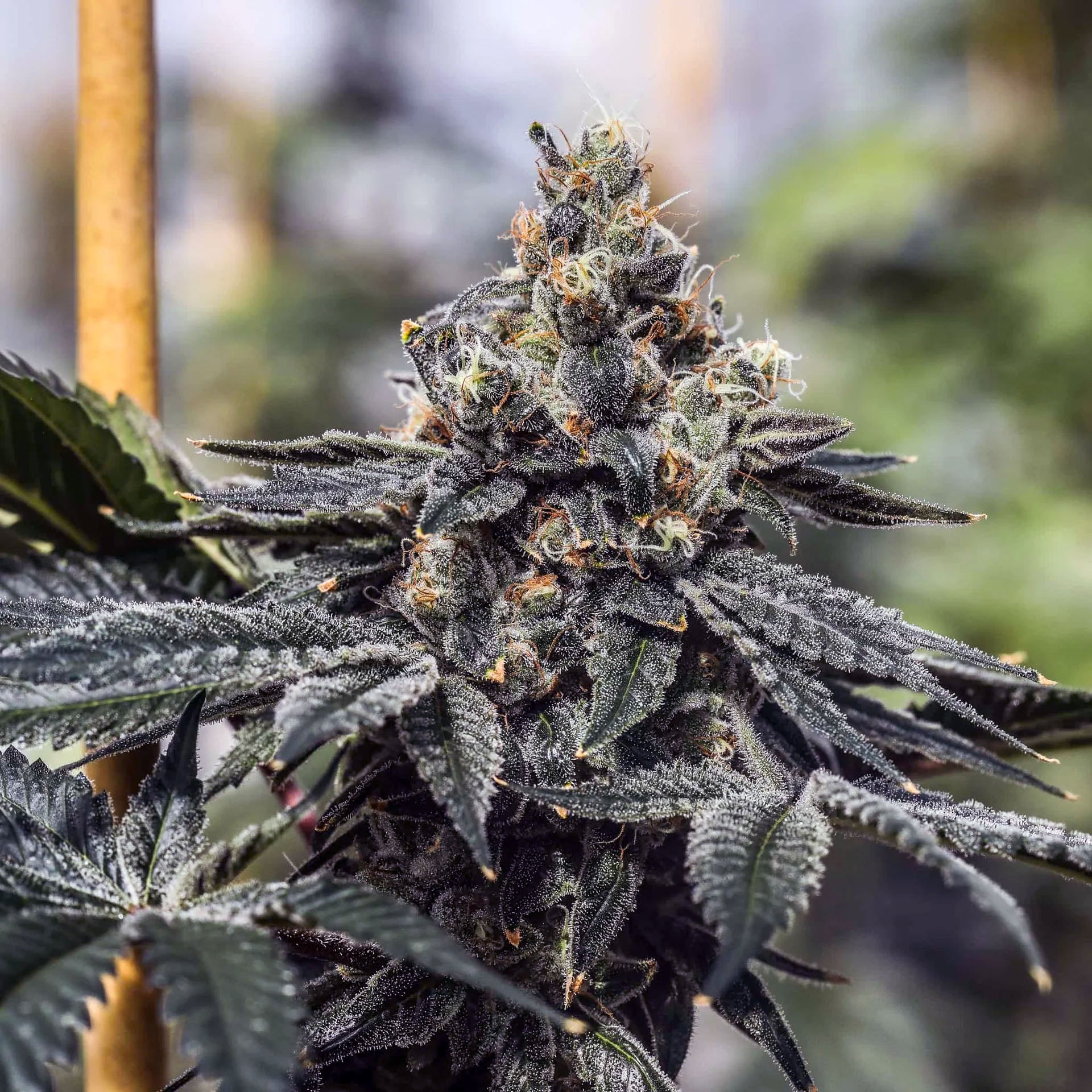 GreenDream Cannabis Blütenpflanze mit dichten Knospen und grünen Blättern im Anbauraum