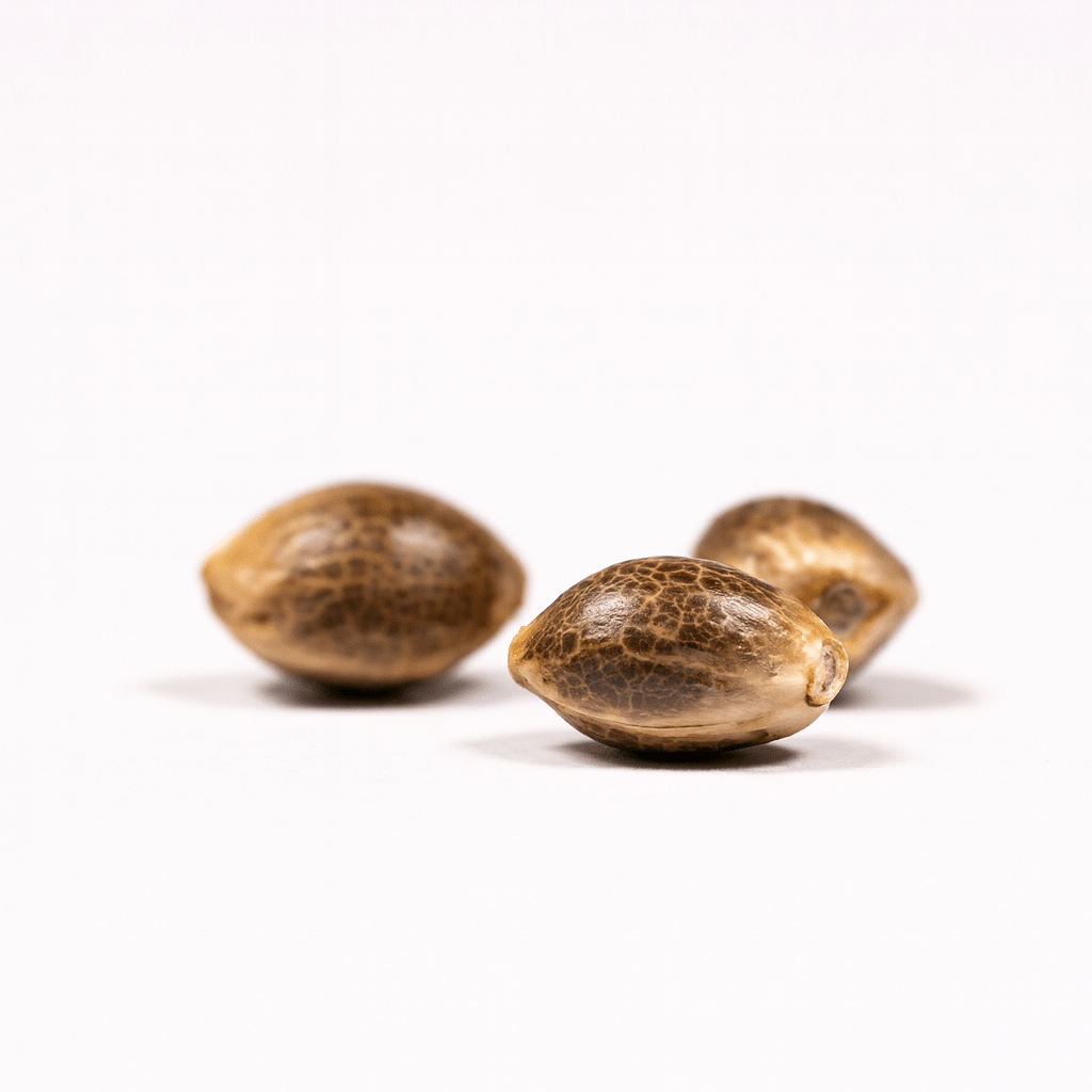 Chimberry Tetraploide Cannabis Samen in einer Nahaufnahme auf weißem Hintergrund.