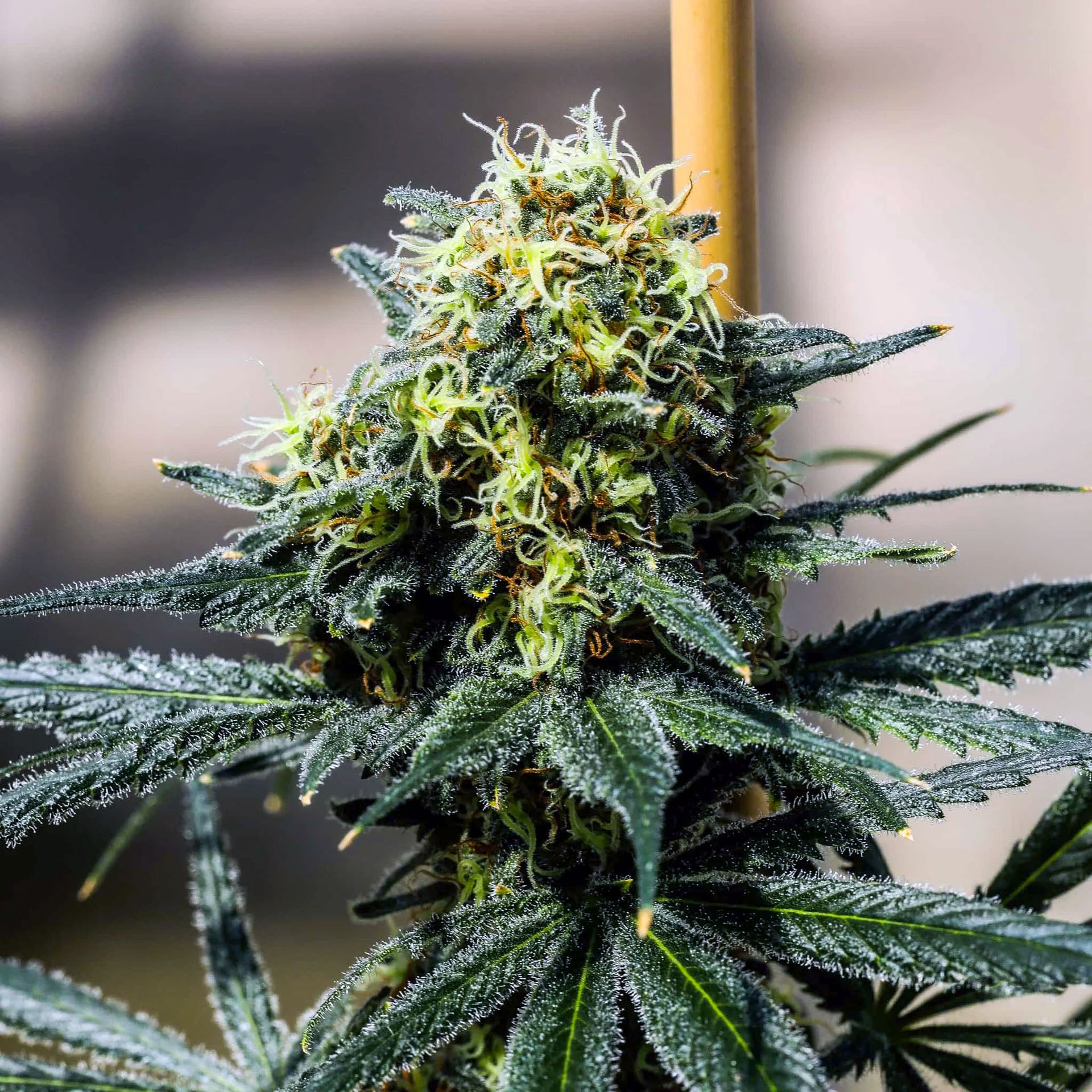 Force Balance Cannabis Samen von GreenDream mit dickblütigen, harzigen Knospen und gesunden Blättern