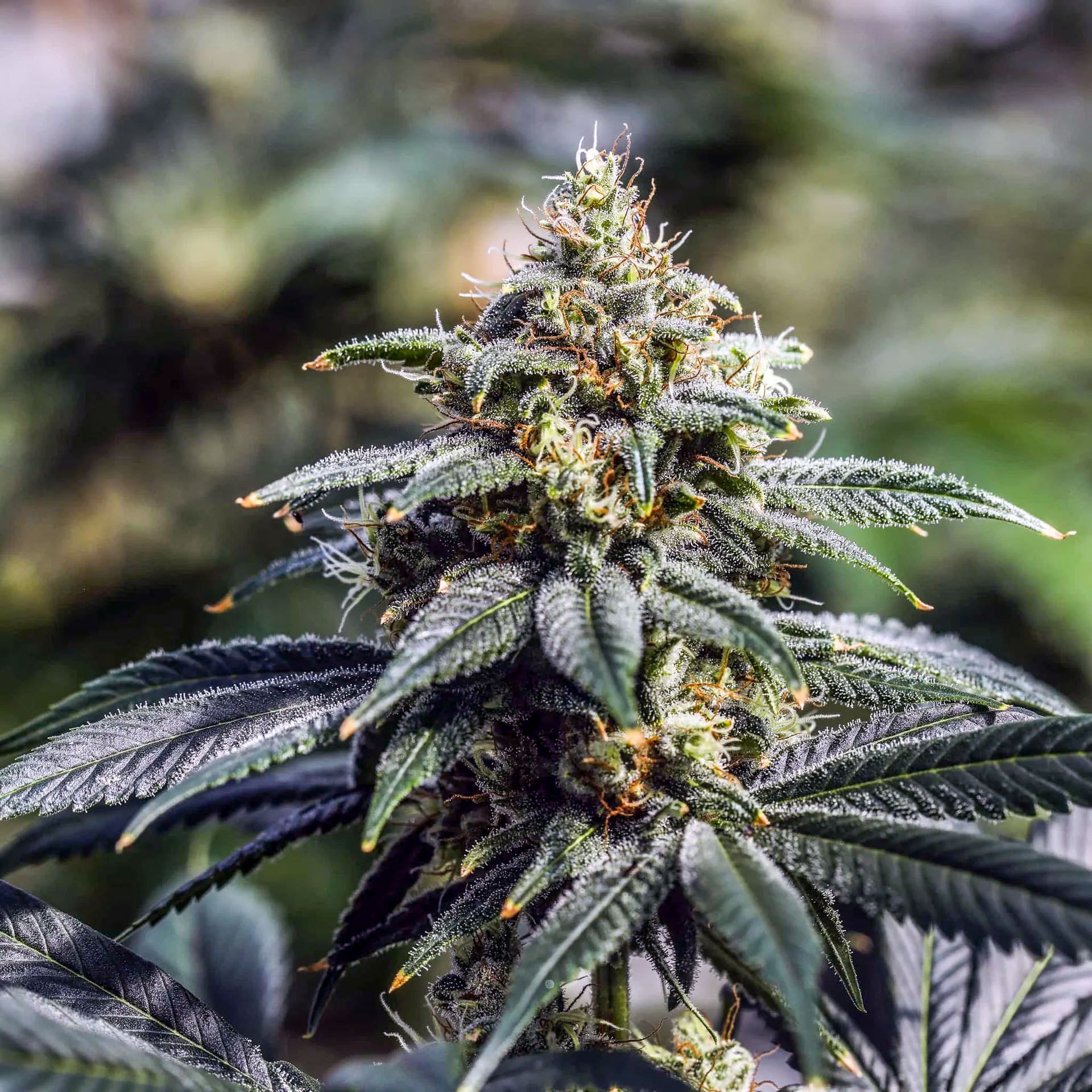 GreenDream Elite Cannabis Samen Pflanze mit üppigen Knospen und gesunden Blättern für optimale Ernte