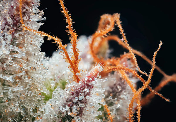 Trichomes