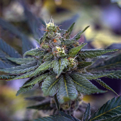 Nahaufnahme von OracleEdge Tetraploide Cannabis Samen mit kräftigen, grünen Blättern und Blütenständen