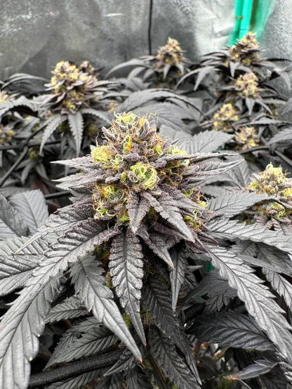 Reife Strawberry Cookies OG Pflanzen mit dichten Blüten, ideal für Liebhaber, die Strawberry Cookies OG Samen kaufen möchten