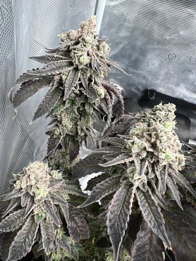 Strawberry Cookies OG Pflanzen mit dichten Buds im Anbauraum für Kunden, die Strawberry Cookies OG Samen kaufen