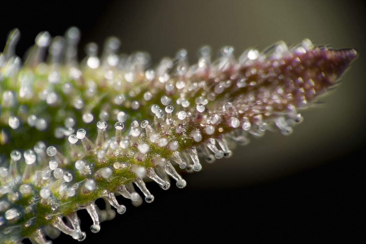 Permanent Marker F4 - GreenDream Originals - Feminisiert