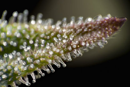 Permanent Marker F4 - GreenDream Originals - Feminisiert